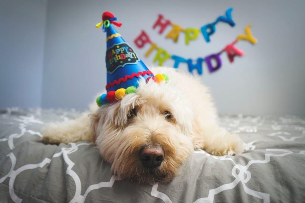 a white dog wearing a birthday cone hat sat on a bed with happy birthday decal sign in the background