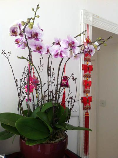 pink orchids