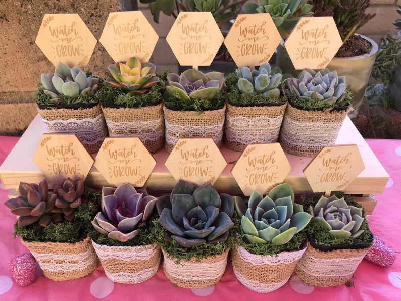 spring baby shower ideas succulents